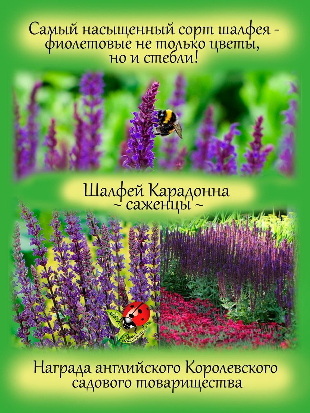 Шалфей Карадонна яркий фиолетовый сальвия