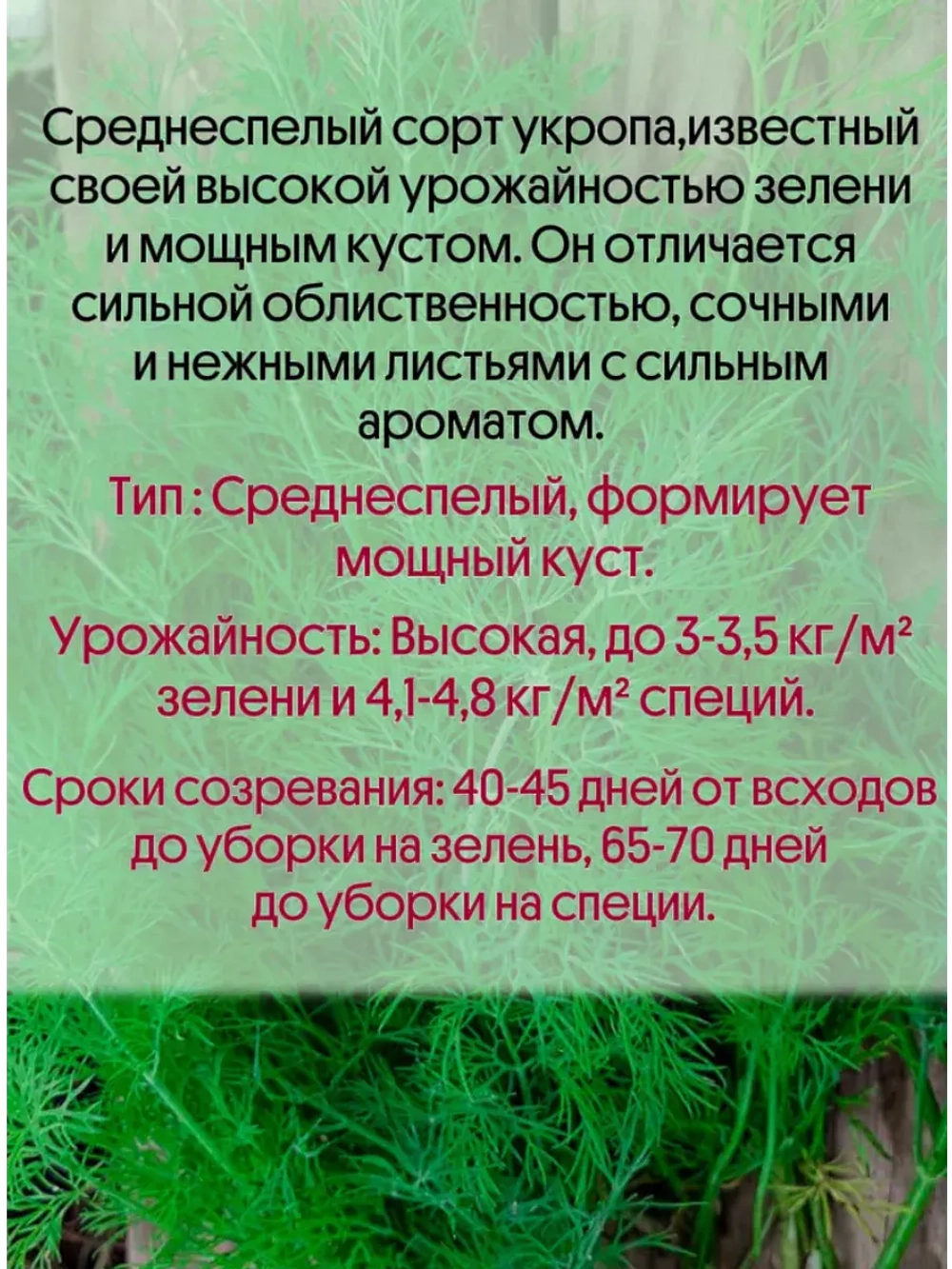 Укроп среднеспелый на зелень и специи Обильнолистный 50гр