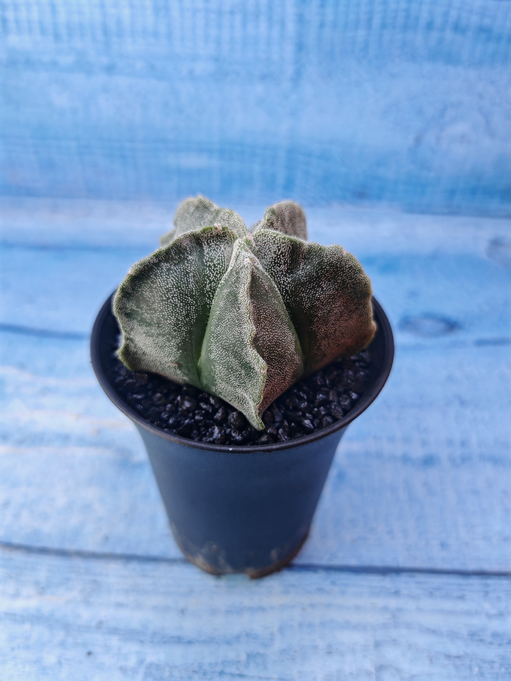 Astrophytum Myriostigma monstrosa (Астрофитум)