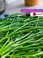 Лук шнитт Медонос