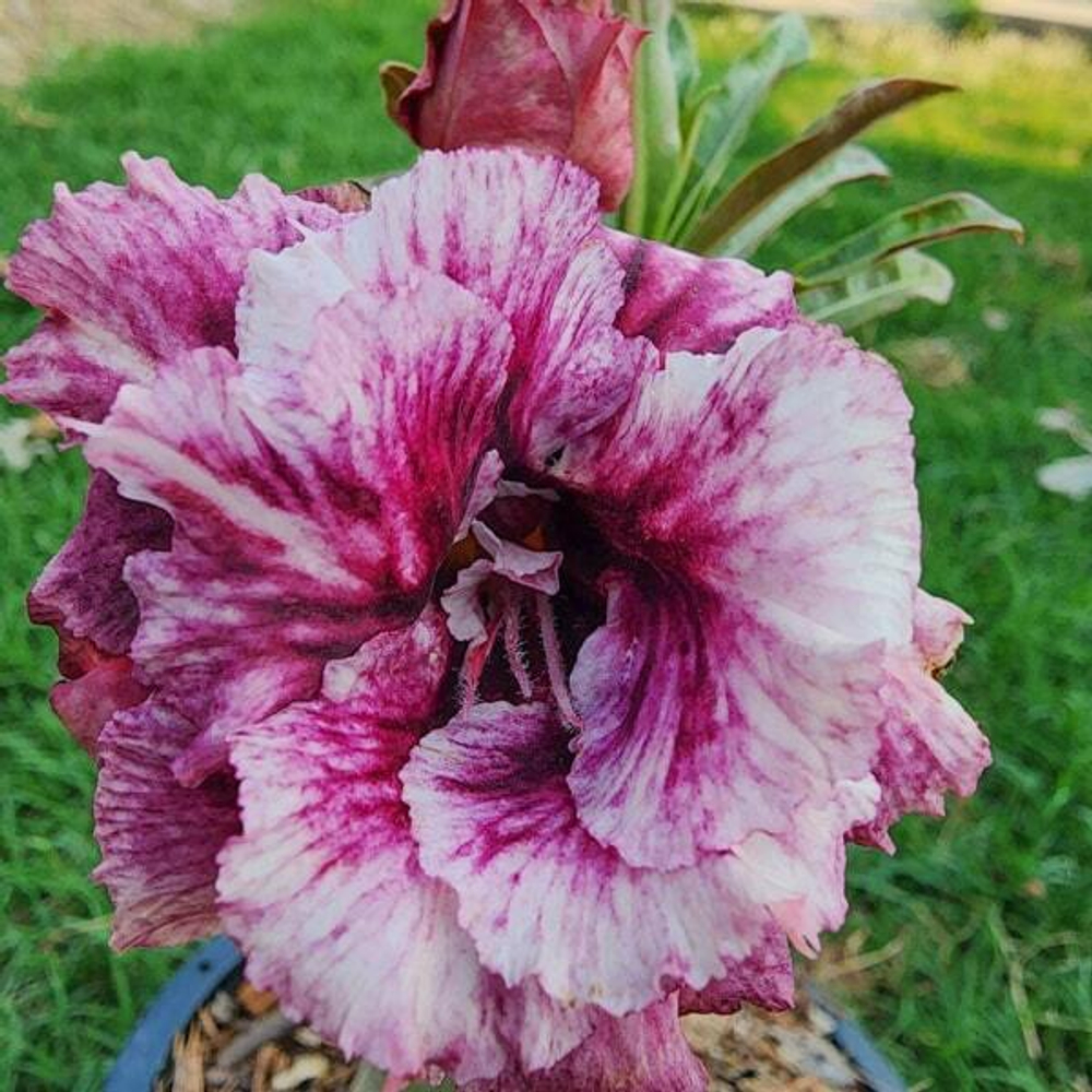 Адениум EMERALD PURPLE