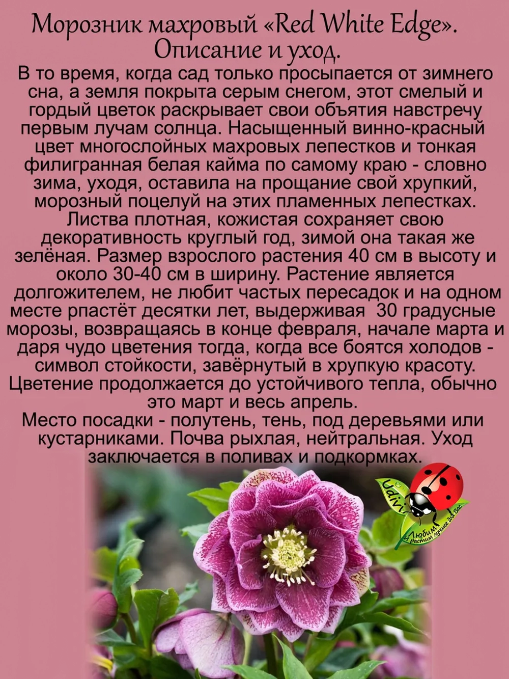 Морозник Красный с белой окантовкой Дабл Ред Уайт