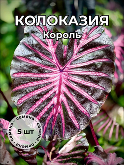 Колоказия "Король" семена 5 штук