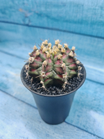 Gymnocalycium T-Rex Pink hybride (Гимнокалициум T-rex)