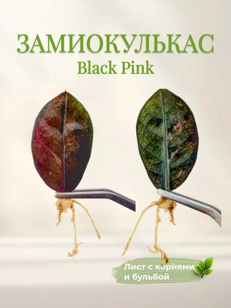 Замиокулькас Black Pink Silver — лист с корнями и клубнем