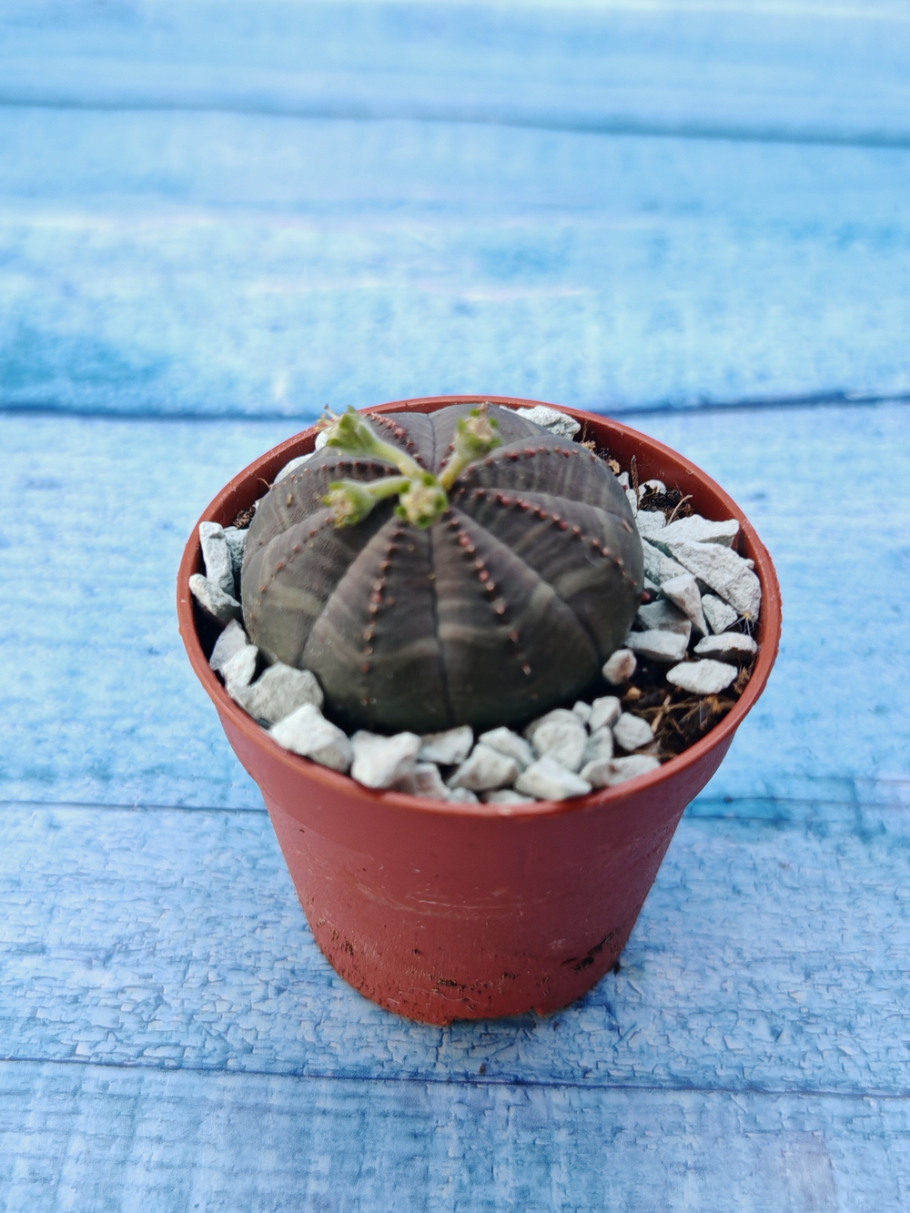 Суккулент Euphorbia Obesa (Эуфорбия)