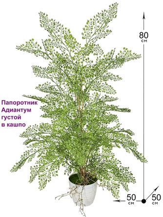 Папоротники и драцены