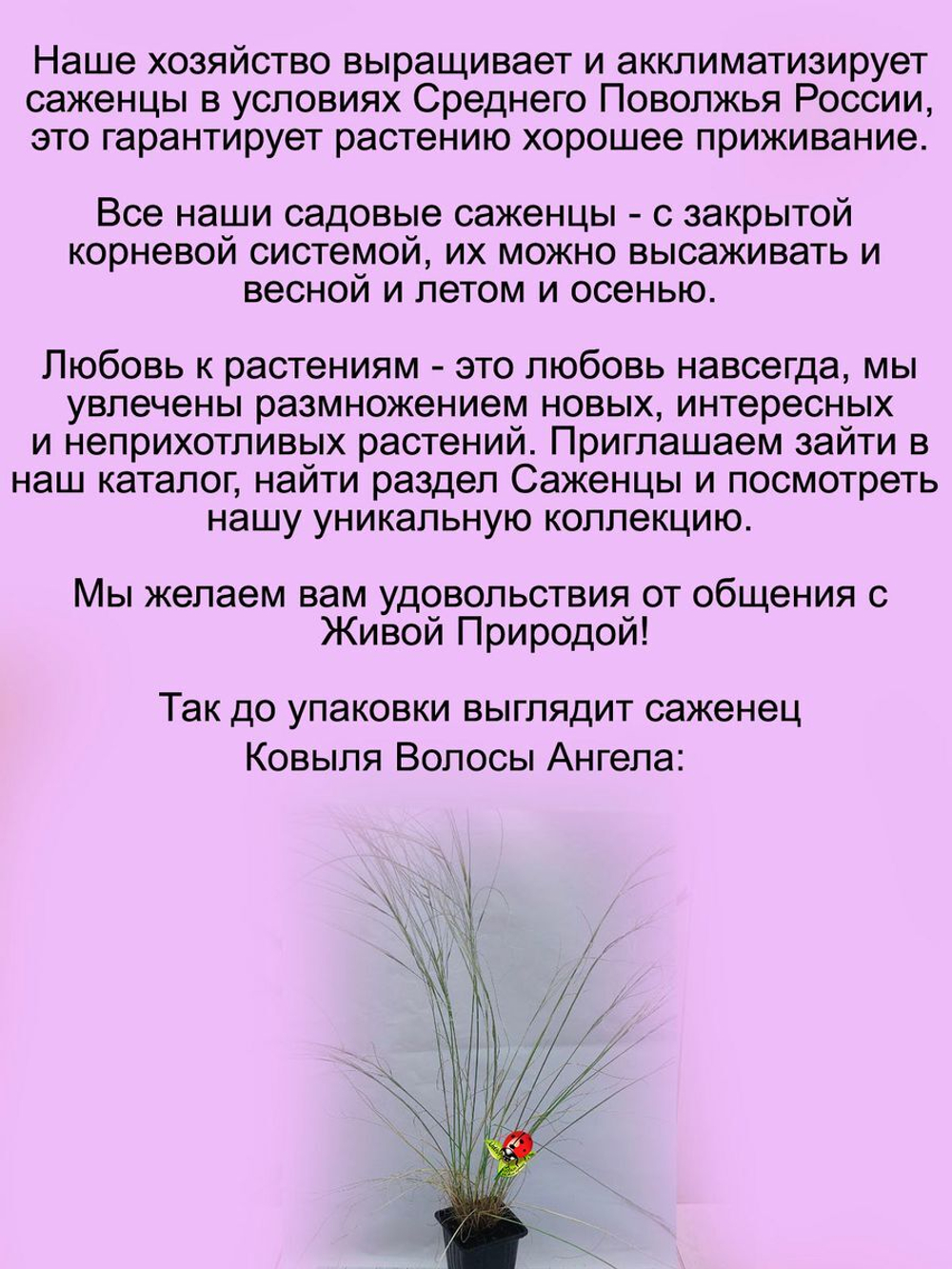 Злак Ковыль Волосы Ангела красивейший  многолетний