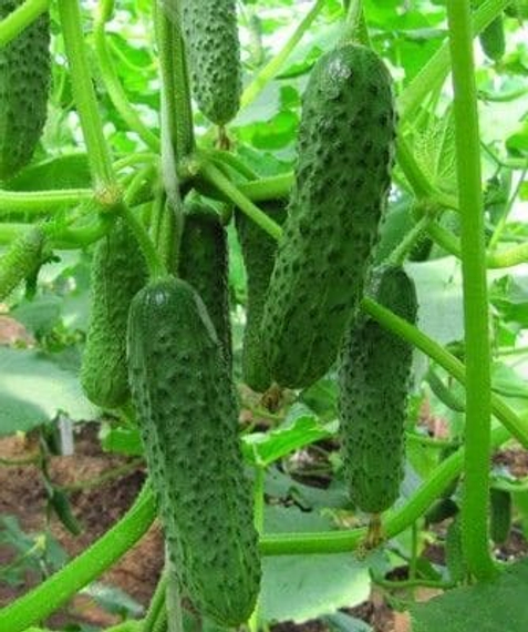 4097 F1 семена огурца (Seminis | Alexagro) – фото 5