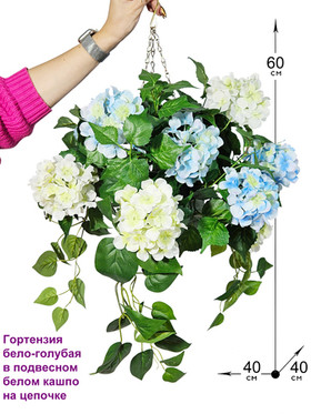 Гортензия бело-голубая 60см в подвесном белом кашпо на цепочке