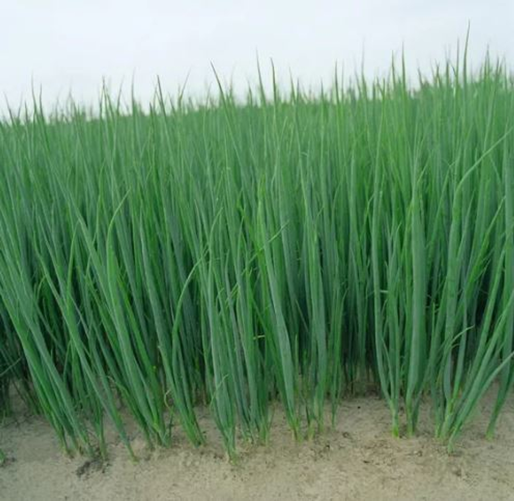 Лук на перо (батун. зелень) Байя Верде (Seminis | Alexagro) 1гр.
