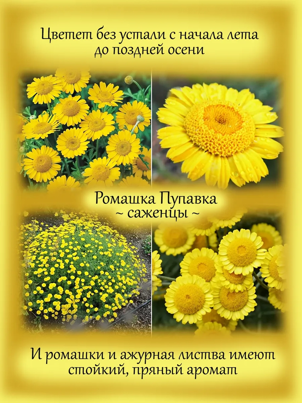 Ромашка Пупавка желтая красильная