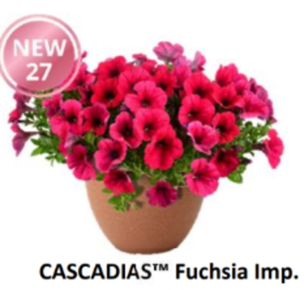 НОВИНКА 2027 ЕВРО Петуния CASCADIAS Fuchsia Imp. ЕВРО укорененный черенок начало января поставка 9