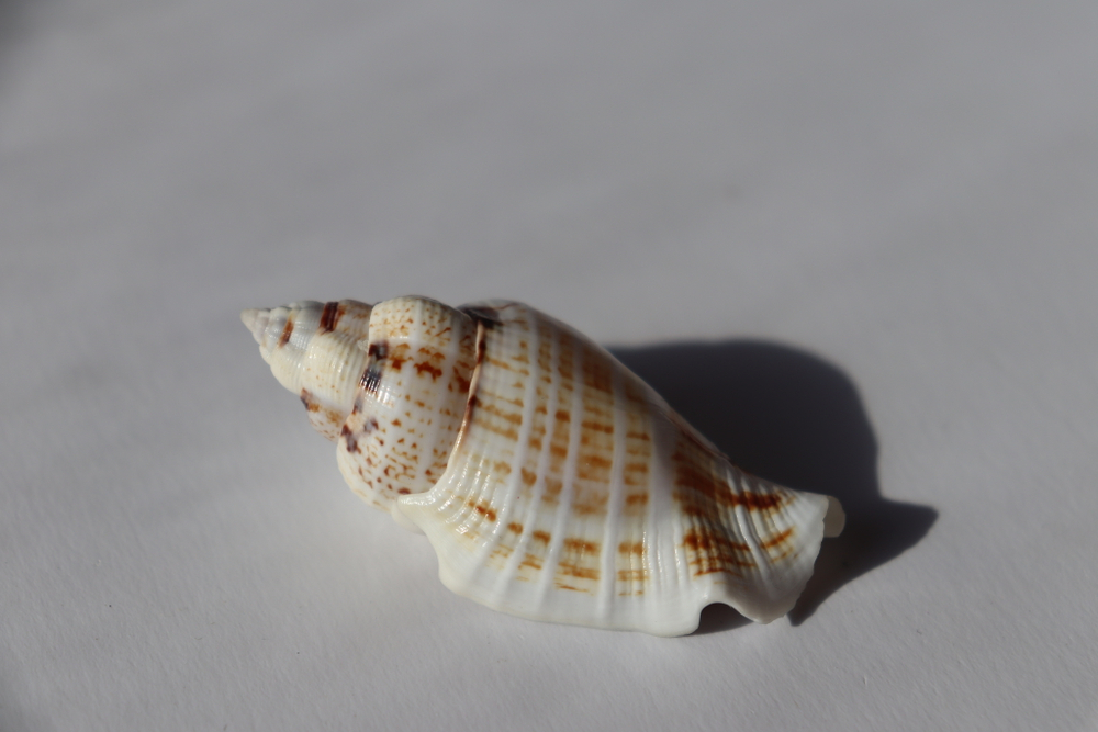 Ракушка Стромбус гиббосус (Gibberulus gibbosus)