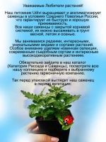 Вербена Викет Дарк Пинк Темно розовая