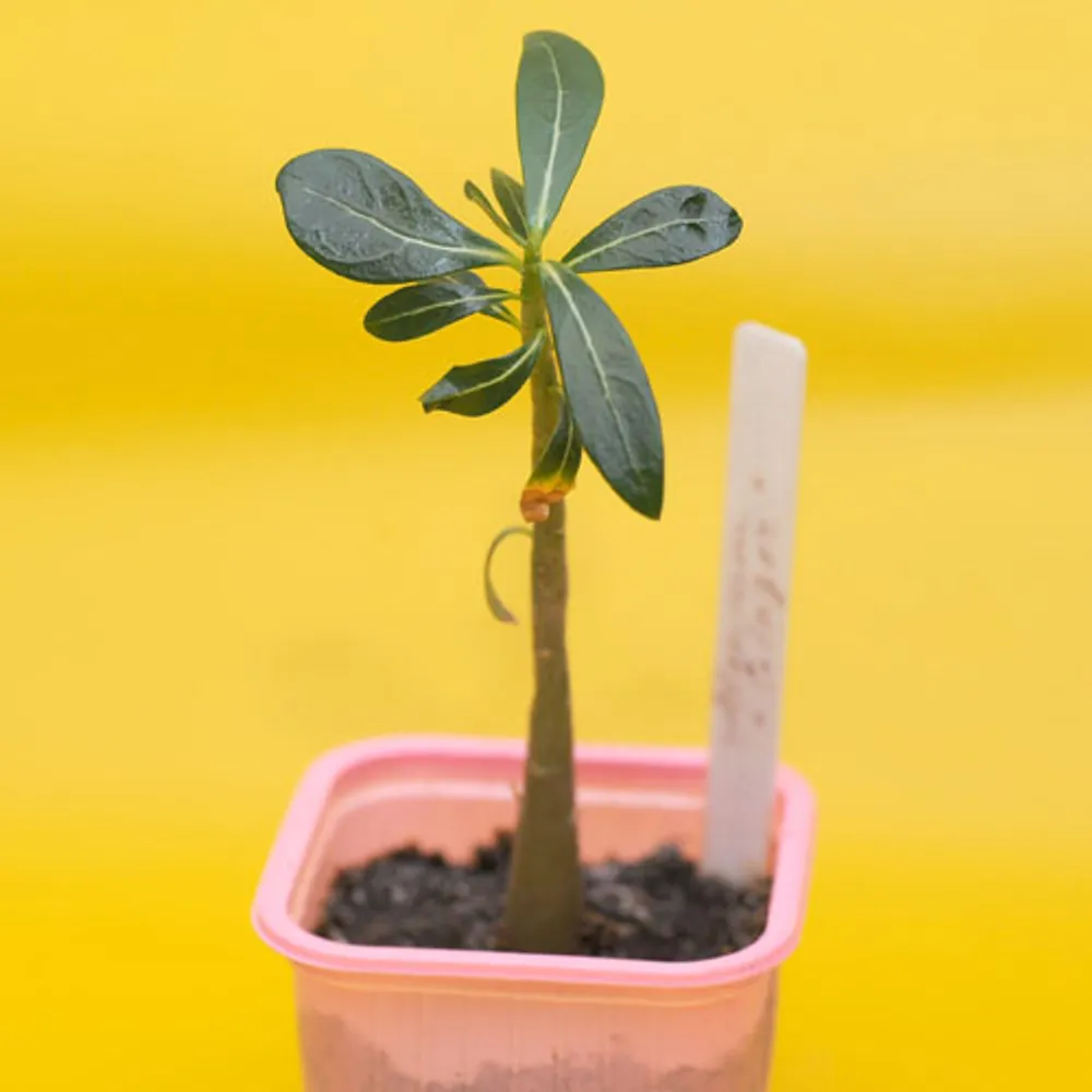 Adenium Obesum Ginger