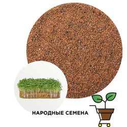 Руккола пикантная (семена)