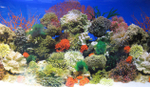 Фон пленка [BRC20] 50см Морской/Красные кораллы (за м.)