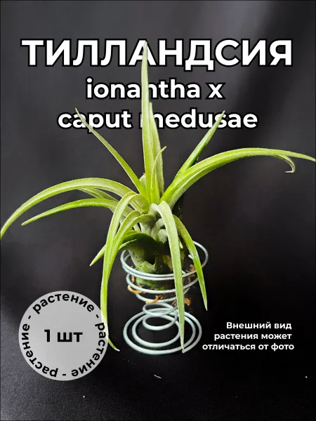 Тилландсия Ионанта Капут-медуза (Tillandsia ionantha x caput medusae) размер М
