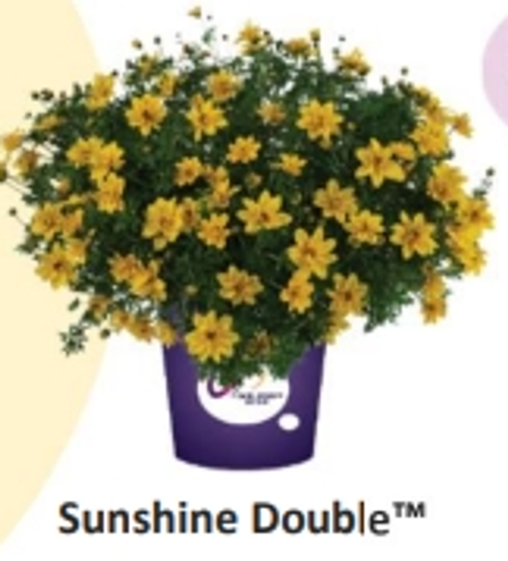 ЕВРО Биденс Sunshine Double укорененный ЕВРО черенок февраль поставка 11