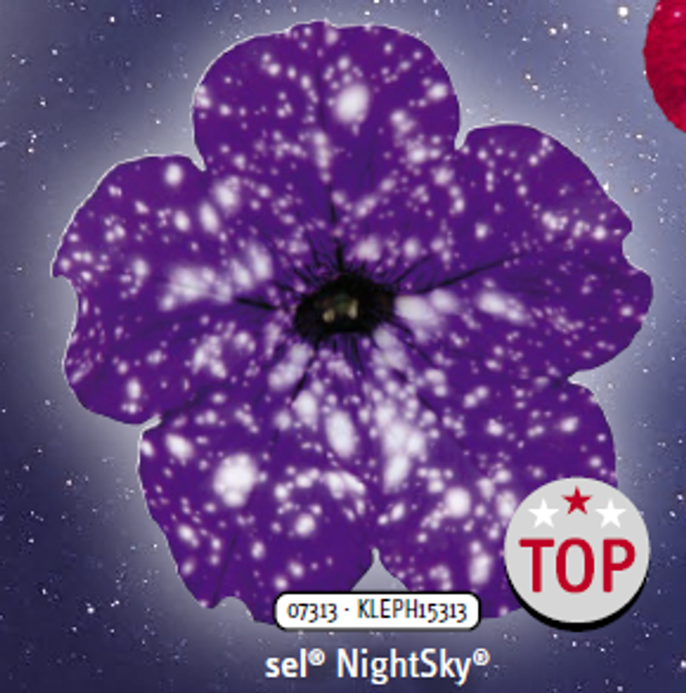 ЕВРО Петуния sky family Night sky укорененный черенок ОКС