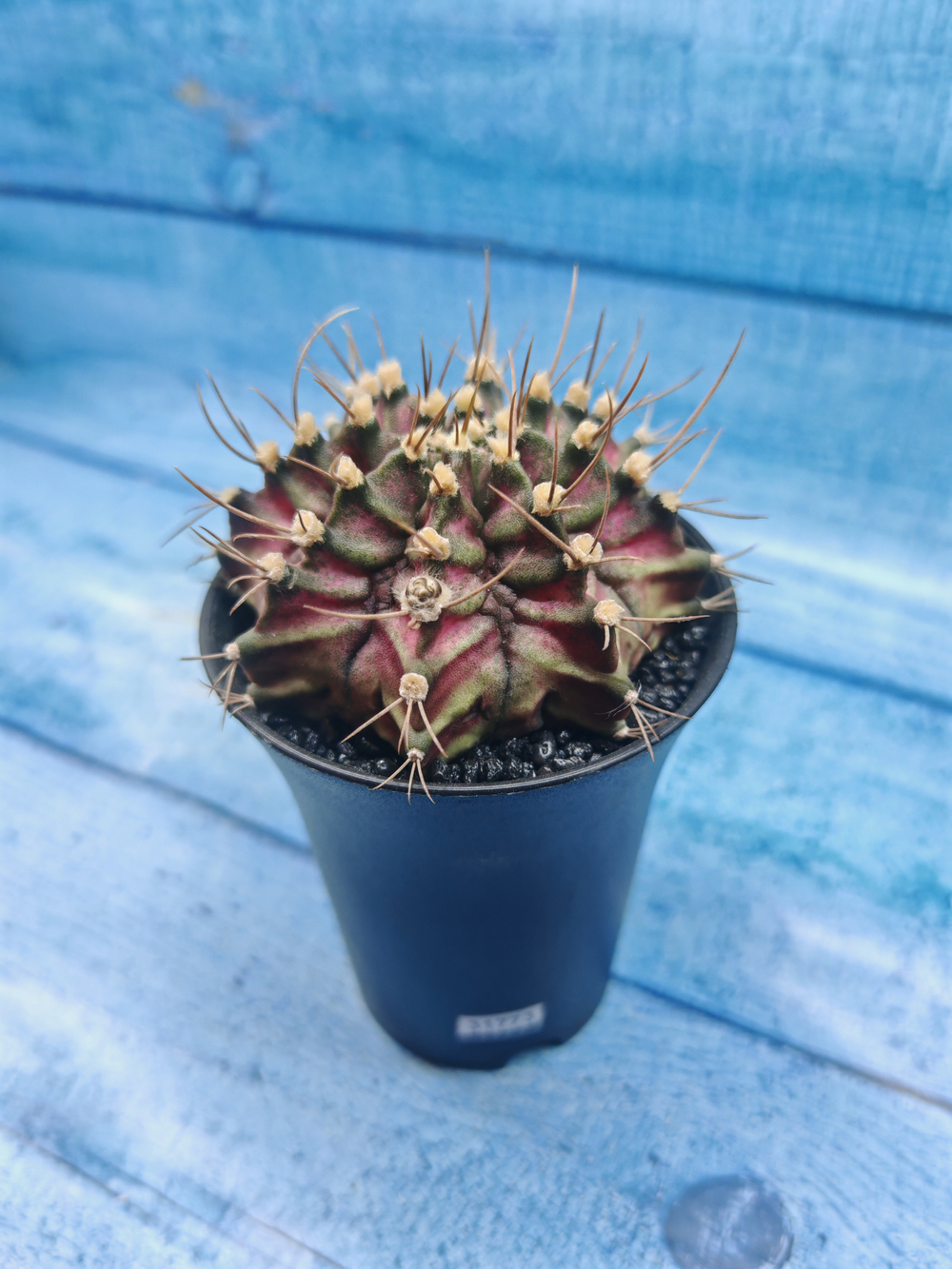 Gymnocalycium T-Rex Pink hybride (Гимнокалициум T-rex)