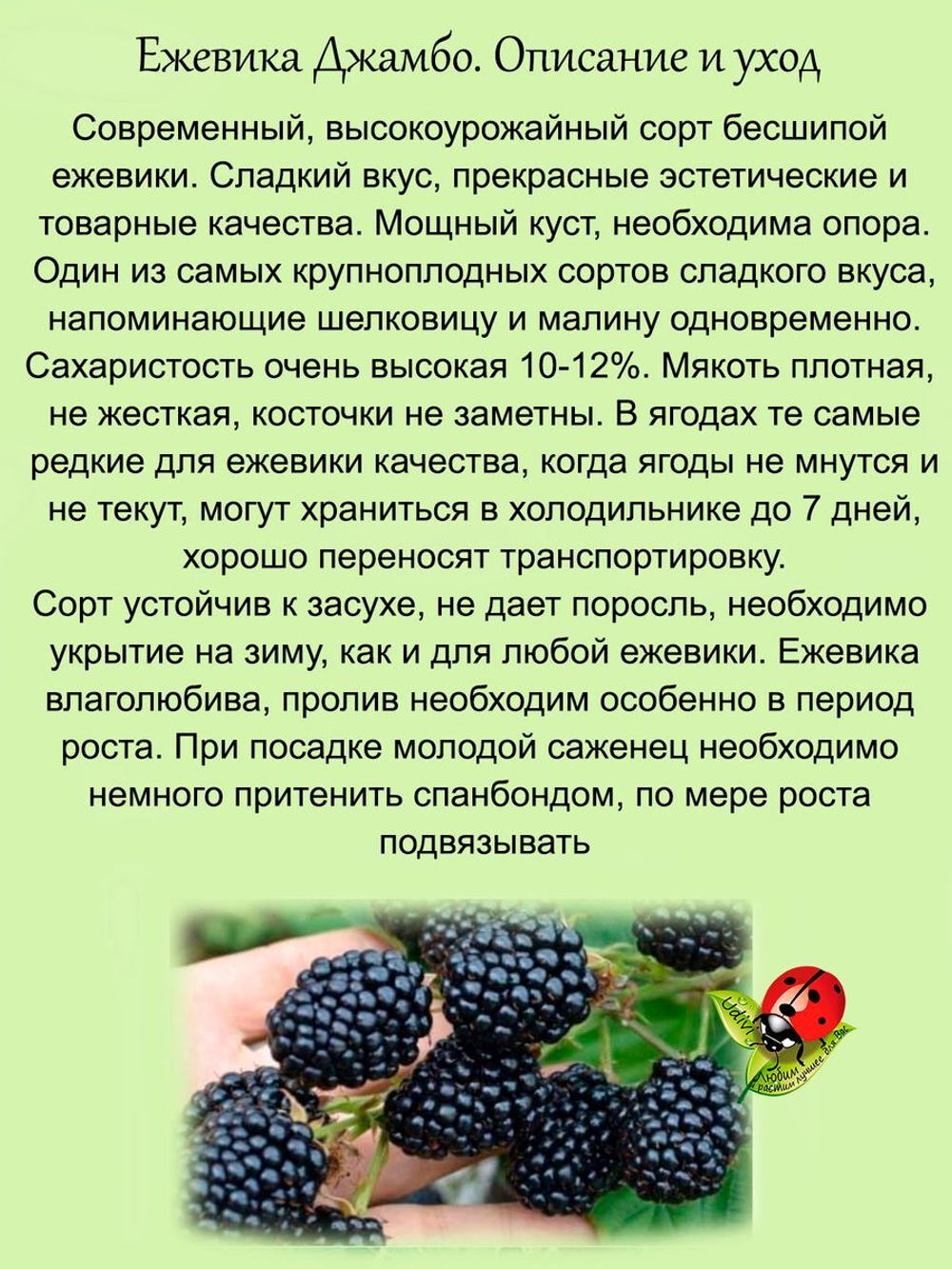 Ежевика Джамбо бесшипная