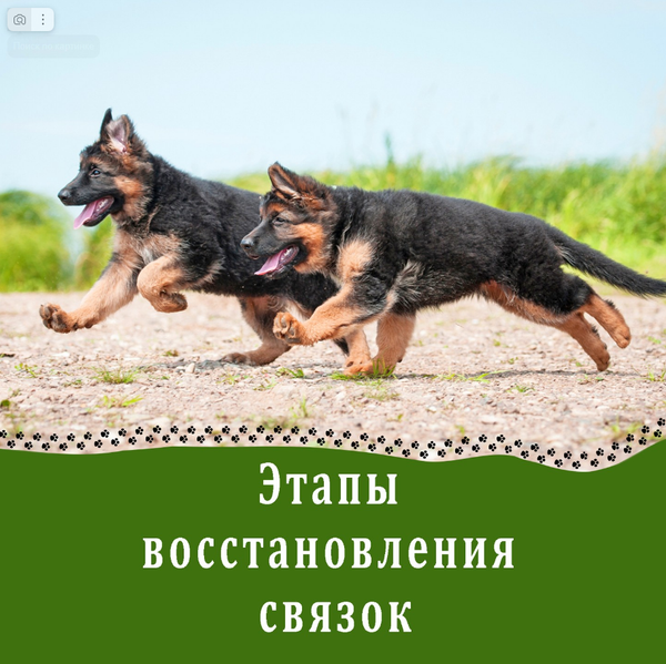 Травмы связок у собак.