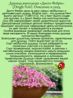 Душица Дингл Фейри ампельная