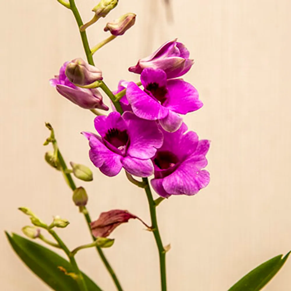 Дендробиум-Фаленопсис (Dendrobium Phalaenopsis) 4936