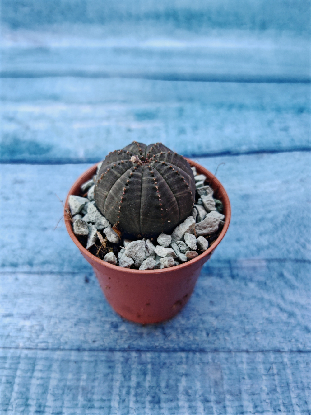 Суккулент Euphorbia Obesa (Эуфорбия)