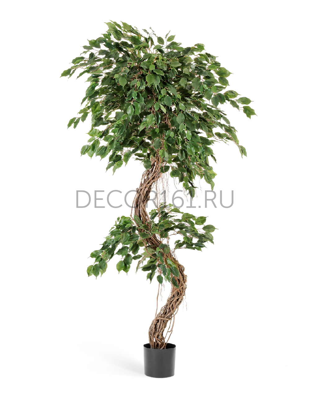 Фикус Бенджамина Коркскрю 180 см 2/2 10.31406N