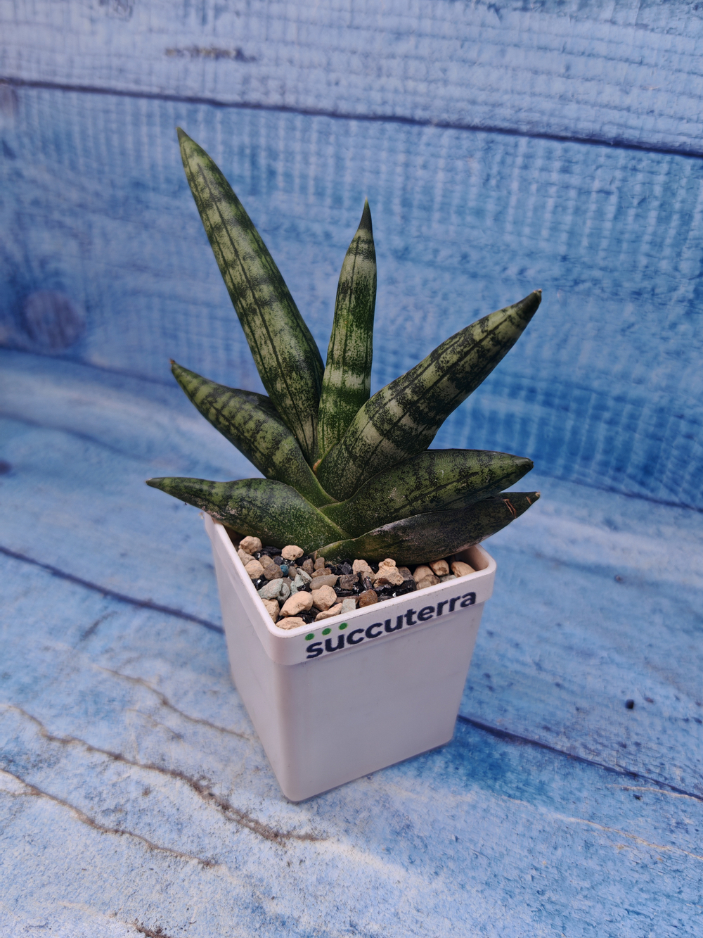 Sansevieria Cylindrica Boncellensis (Сансевиерия)