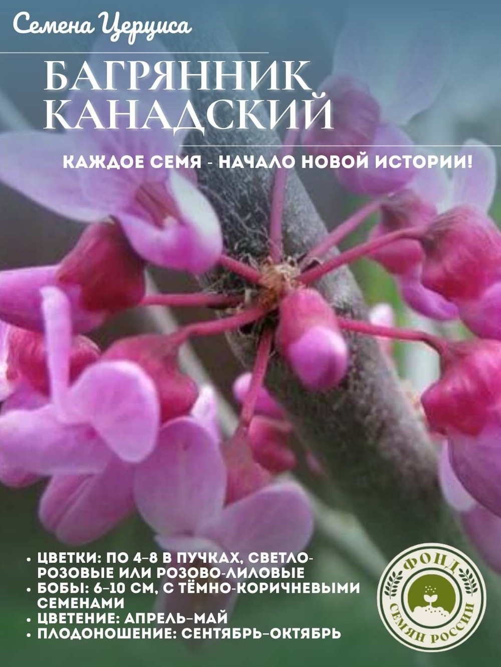 Багрянник, Церцис, Канадский, семена 20 шт.