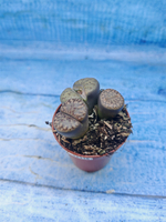 Lithops sp. (Литопсы)
