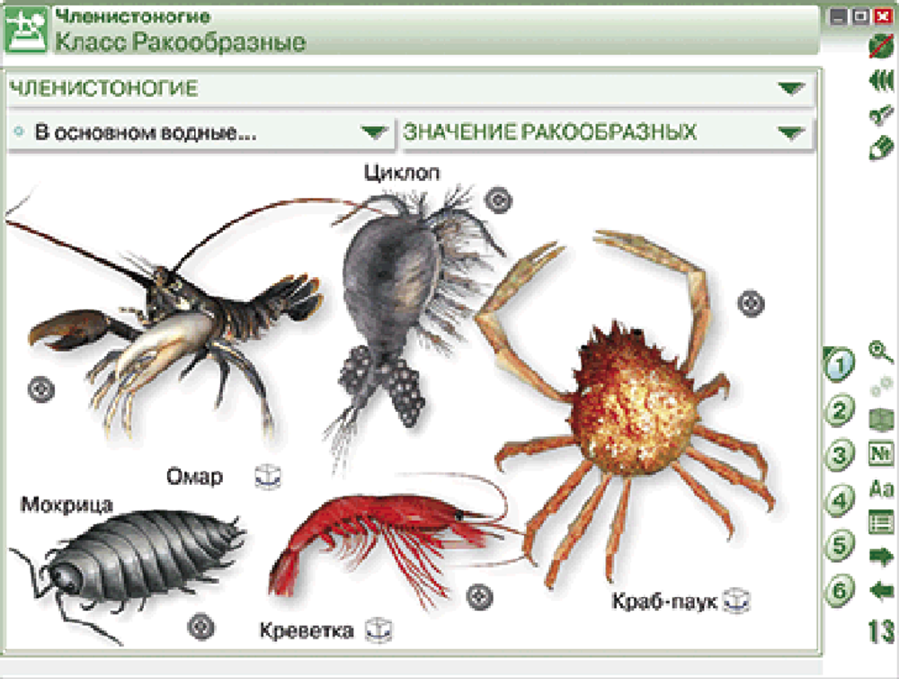 Наглядная биология. 7 класс. Животные