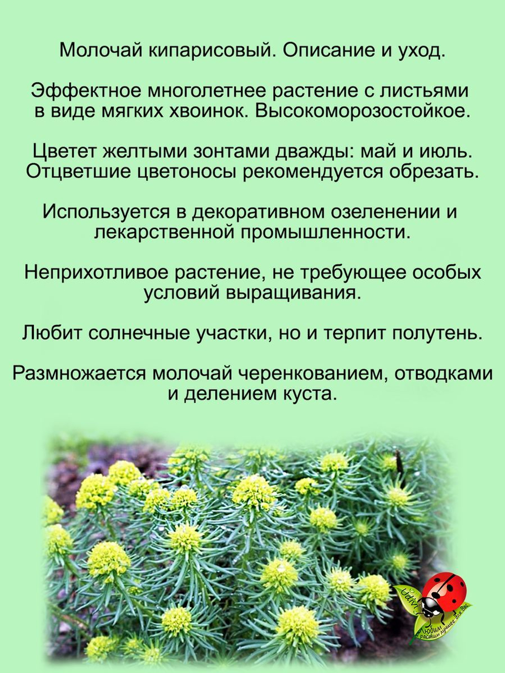 Молочай кипарисовый многолетний
