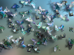 FARFALLE 5