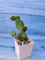 Opuntia Brasiliensis (Опунция)
