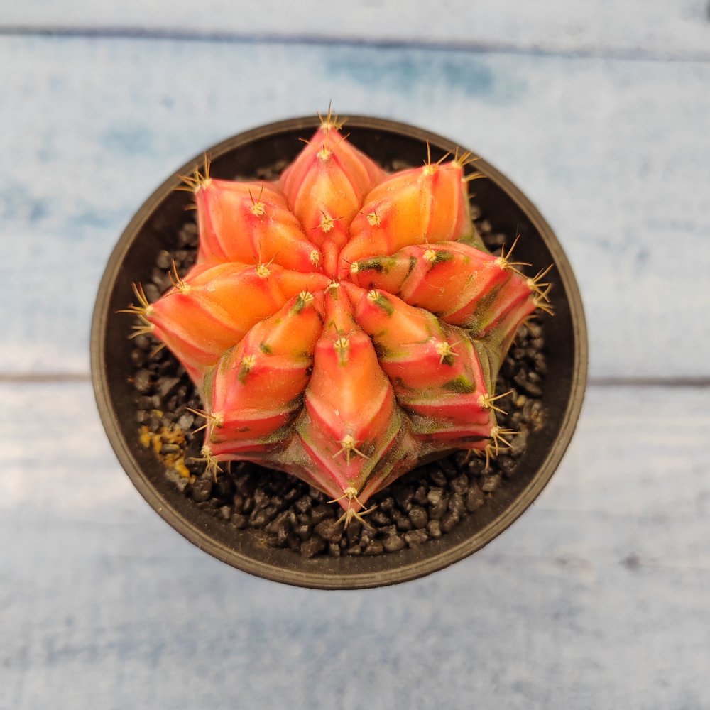 Gymnocalycium Variegata (Гимнокалициум Вариегатный)