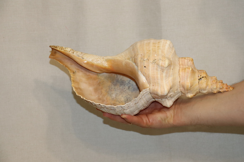 Раковина Плеуроплока гигантея (Pleuroploca gigantea) 1 шт., 42 см