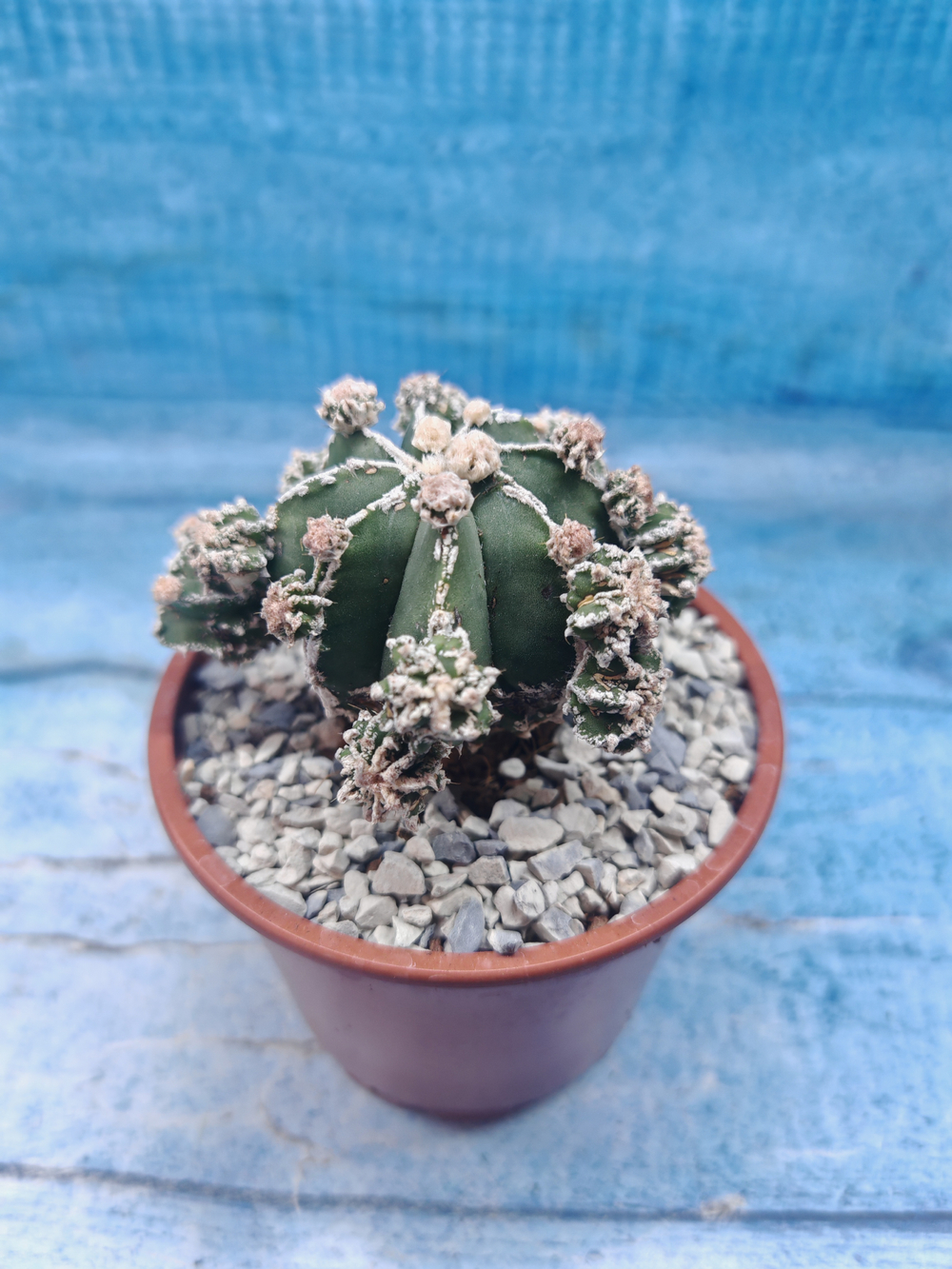 Astrophytum Myriostigma "Hakujo Fukuryu" (Астрофитум)
