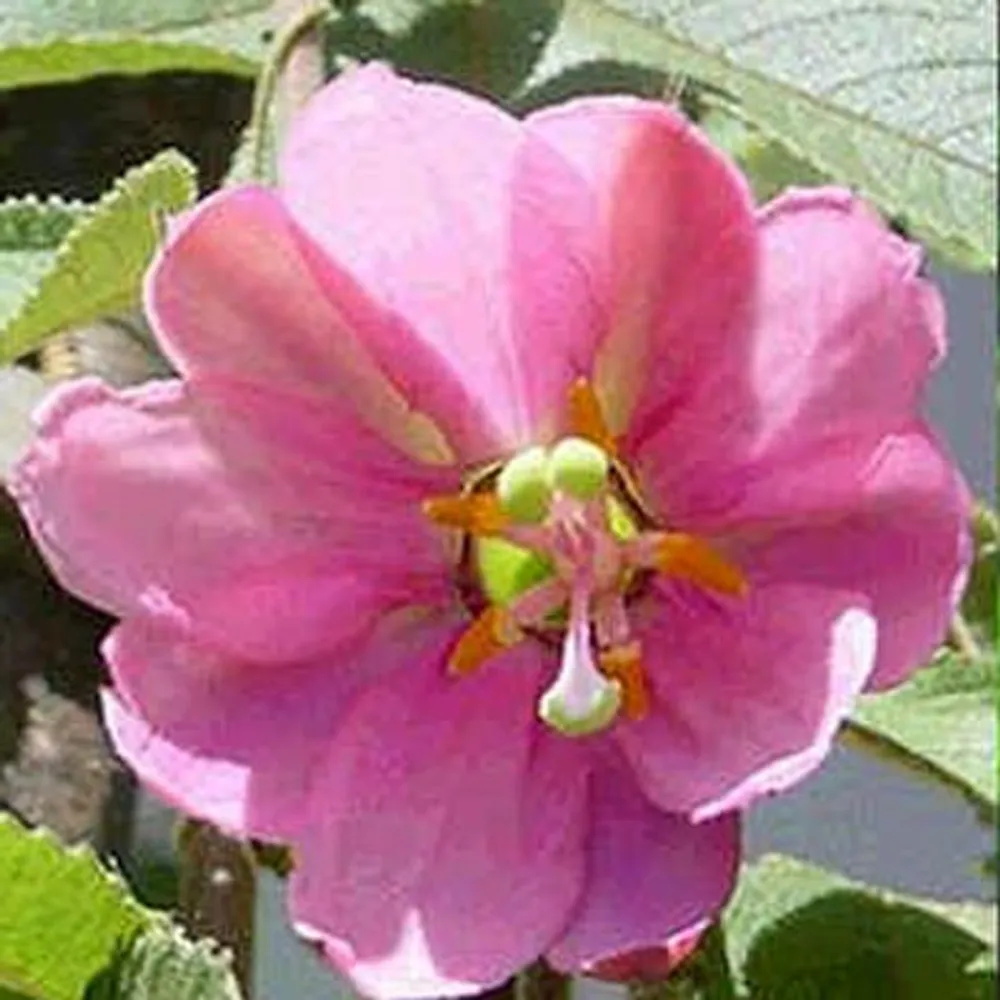 Passiflora Mollissima (Банановая Гранадилла) семена