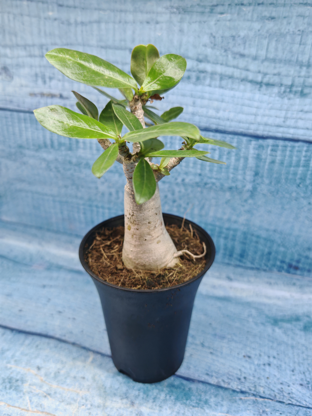 Adenium Baobab (Адениум)