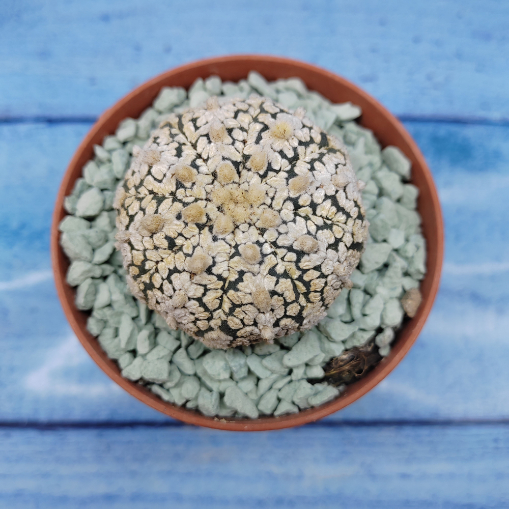 Astrophytum Asterias "Super Kabuto" (Астрофитум)