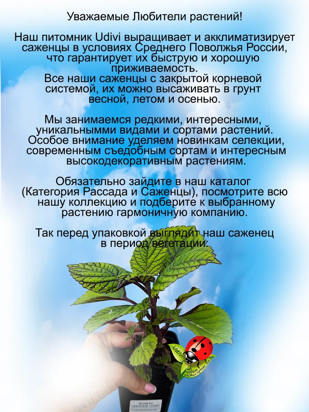 Колеус Ажурные чулки вегетативный