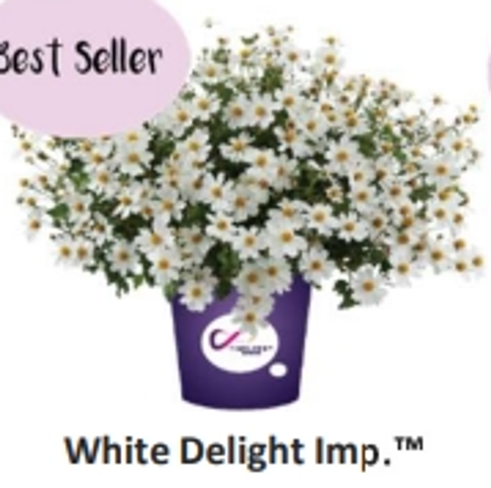 ЕВРО Биденс White Delight Imp укорененный ЕВРО черенок февраль поставка 11