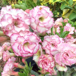 Адениум CARNATION