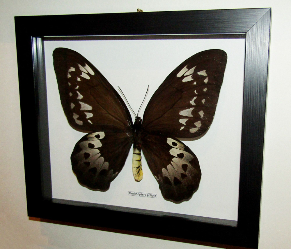 Бабочка Ornithoptera goliath самка в рамке