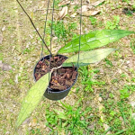 Хойя CLEMENSIORUM LONG LEAVES